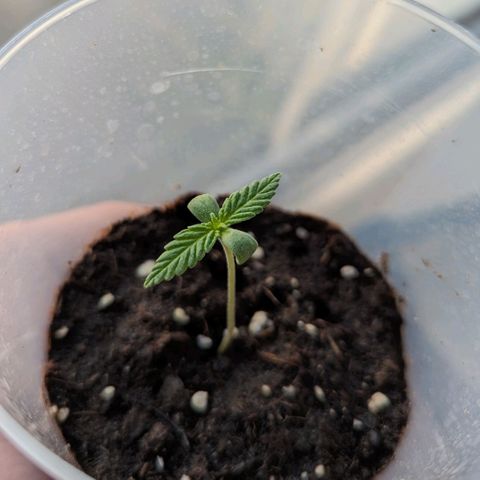 Cookies N Cream Auto - Anfänger Grow growlog timeline photo