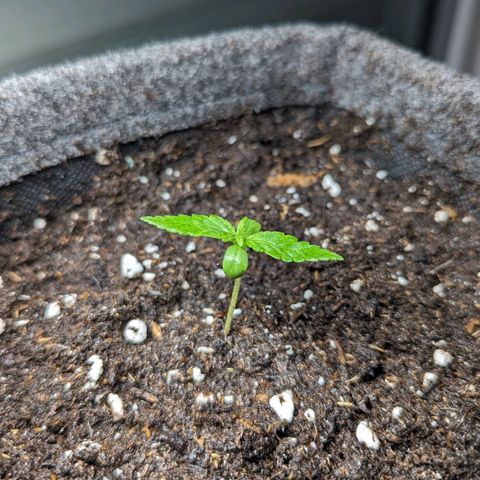 Cookies N Cream Auto - Anfänger Grow growlog timeline photo