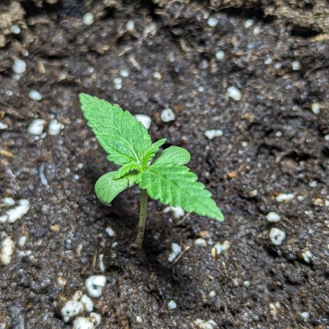 Cookies N Cream Auto - Anfänger Grow growlog timeline photo