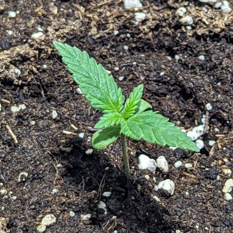 Cookies N Cream Auto - Anfänger Grow growlog timeline photo