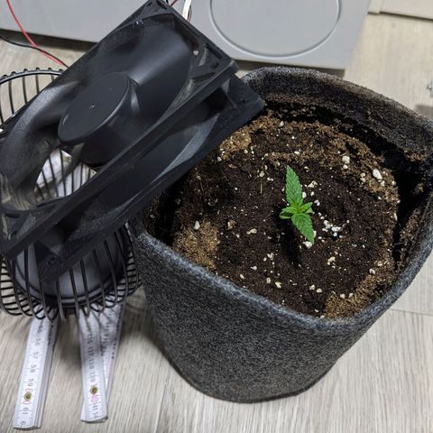 Cookies N Cream Auto - Anfänger Grow growlog timeline photo