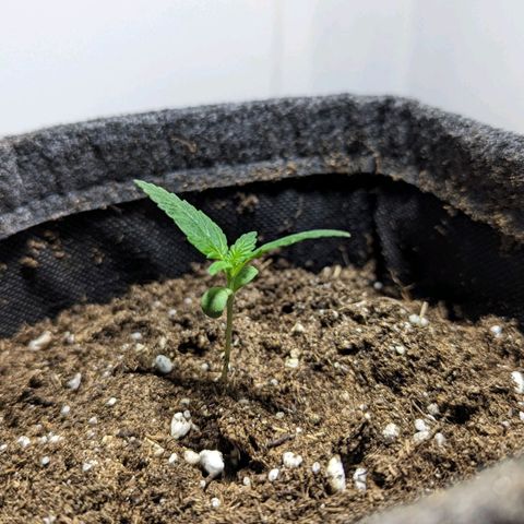 Cookies N Cream Auto - Anfänger Grow growlog timeline photo