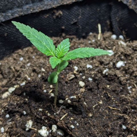 Cookies N Cream Auto - Anfänger Grow growlog timeline photo