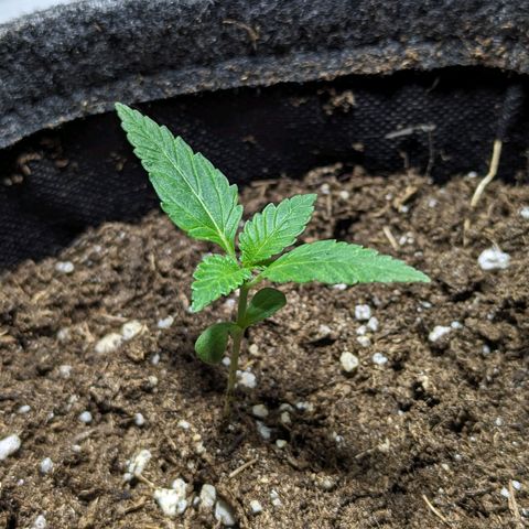 Cookies N Cream Auto - Anfänger Grow growlog timeline photo