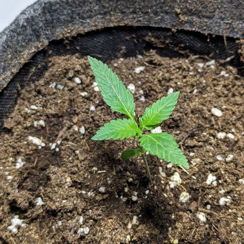 Cookies N Cream Auto - Anfänger Grow growlog timeline photo