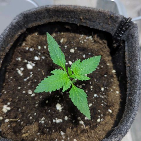 Cookies N Cream Auto - Anfänger Grow growlog timeline photo