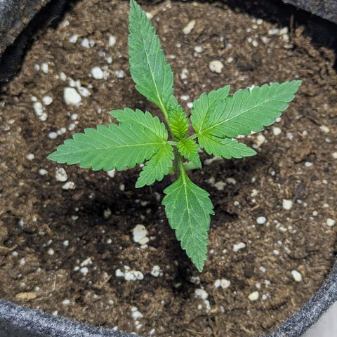 Cookies N Cream Auto - Anfänger Grow growlog timeline photo