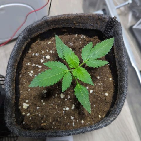 Cookies N Cream Auto - Anfänger Grow growlog timeline photo