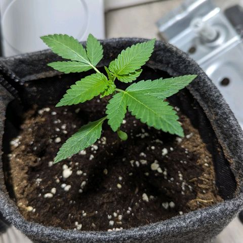 Cookies N Cream Auto - Anfänger Grow growlog timeline photo