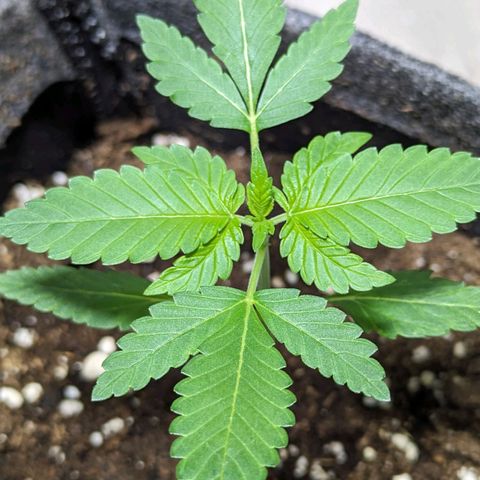 Cookies N Cream Auto - Anfänger Grow growlog timeline photo