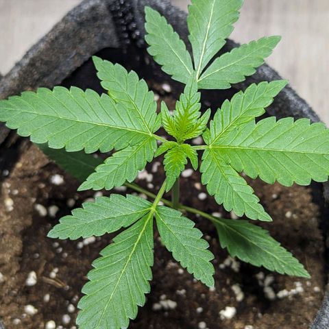 Cookies N Cream Auto - Anfänger Grow growlog timeline photo