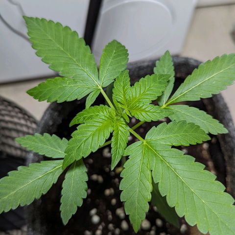 Cookies N Cream Auto - Anfänger Grow growlog timeline photo