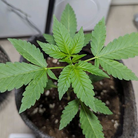Cookies N Cream Auto - Anfänger Grow growlog timeline photo
