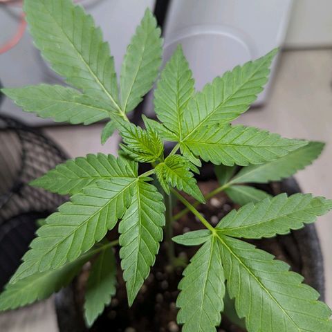 Cookies N Cream Auto - Anfänger Grow growlog timeline photo