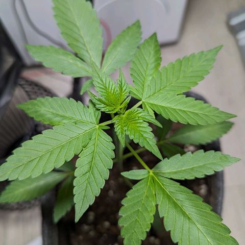 Cookies N Cream Auto - Anfänger Grow growlog timeline photo