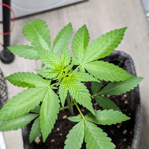 Cookies N Cream Auto - Anfänger Grow growlog timeline photo
