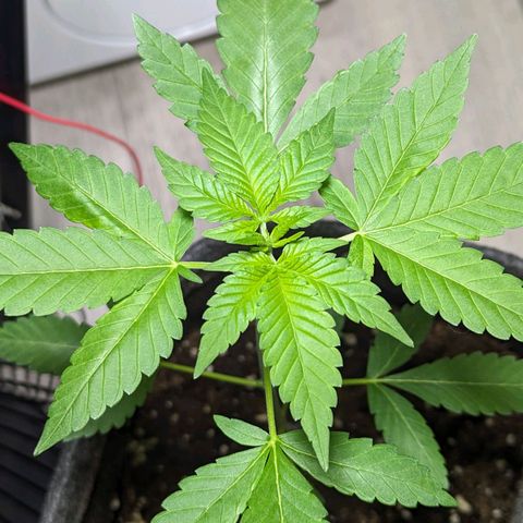 Cookies N Cream Auto - Anfänger Grow growlog timeline photo