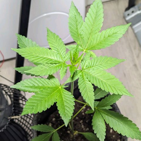 Cookies N Cream Auto - Anfänger Grow growlog timeline photo