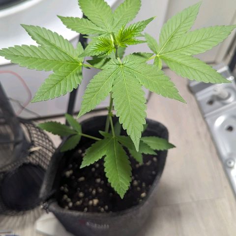 Cookies N Cream Auto - Anfänger Grow growlog timeline photo