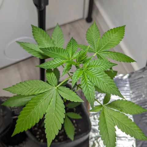 Cookies N Cream Auto - Anfänger Grow growlog timeline photo