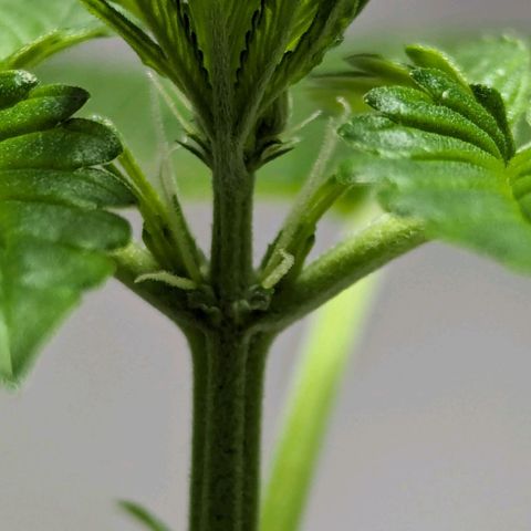 Cookies N Cream Auto - Anfänger Grow growlog timeline photo