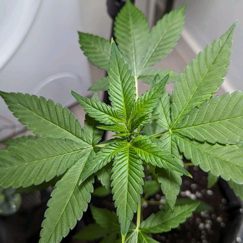 Cookies N Cream Auto - Anfänger Grow growlog timeline photo