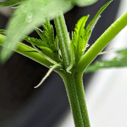 Cookies N Cream Auto - Anfänger Grow growlog timeline photo