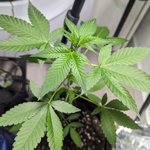 Cookies N Cream Auto - Anfänger Grow growlog timeline photo