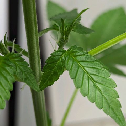 Cookies N Cream Auto - Anfänger Grow growlog timeline photo