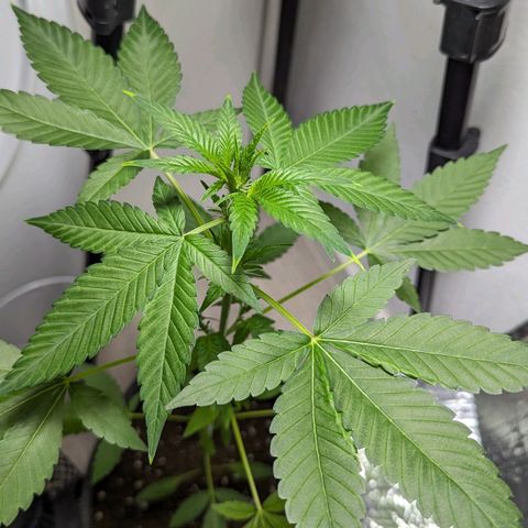 Cookies N Cream Auto - Anfänger Grow growlog timeline photo