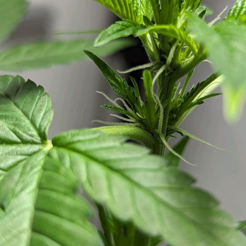 Cookies N Cream Auto - Anfänger Grow growlog timeline photo