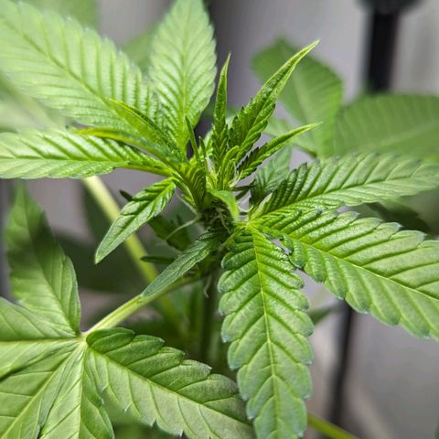 Cookies N Cream Auto - Anfänger Grow growlog timeline photo