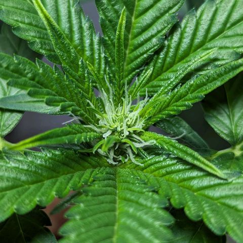 Cookies N Cream Auto - Anfänger Grow growlog timeline photo