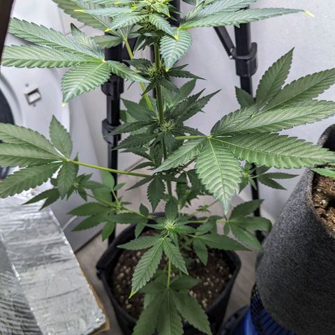 Cookies N Cream Auto - Anfänger Grow growlog timeline photo