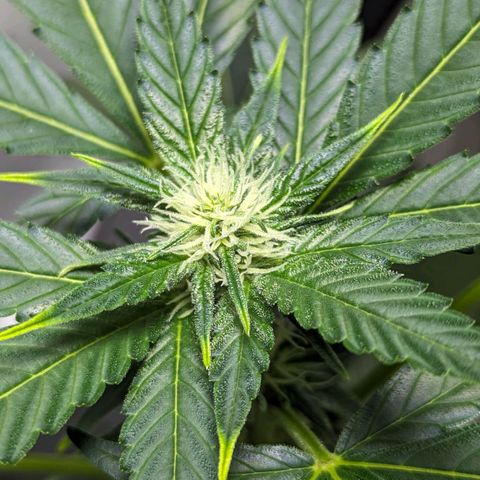 Cookies N Cream Auto - Anfänger Grow growlog timeline photo