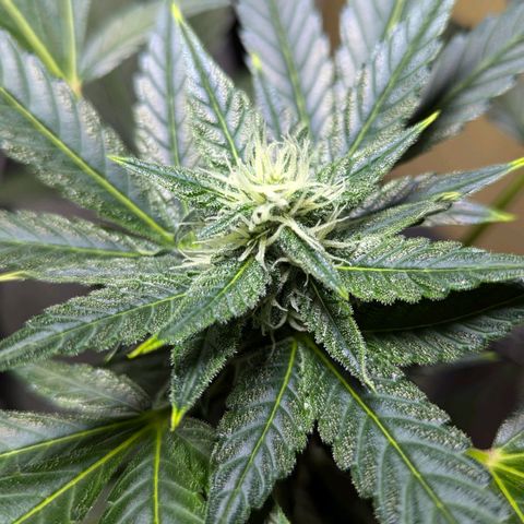 Cookies N Cream Auto - Anfänger Grow growlog timeline photo