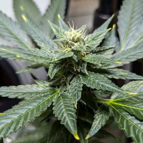 Cookies N Cream Auto - Anfänger Grow growlog timeline photo