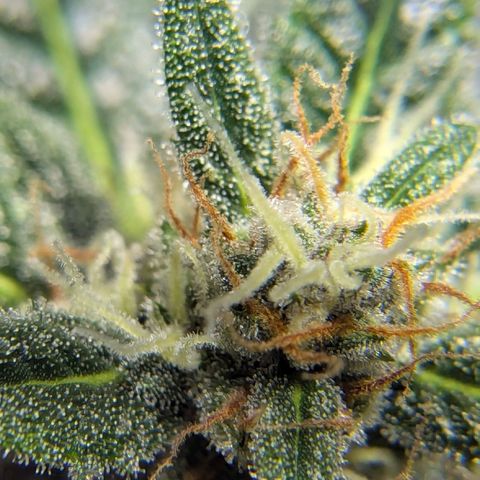 Cookies N Cream Auto - Anfänger Grow growlog timeline photo