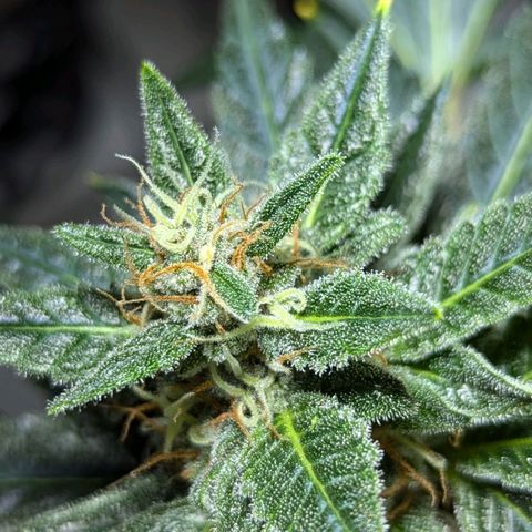 Cookies N Cream Auto - Anfänger Grow growlog timeline photo