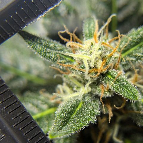 Cookies N Cream Auto - Anfänger Grow growlog timeline photo