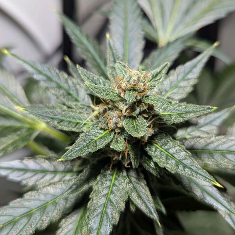 Cookies N Cream Auto - Anfänger Grow growlog timeline photo