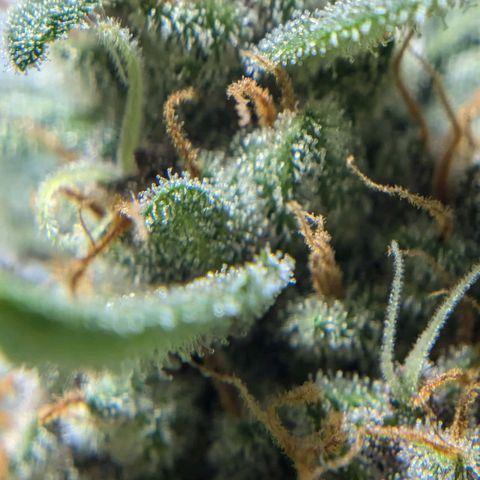 Cookies N Cream Auto - Anfänger Grow growlog timeline photo