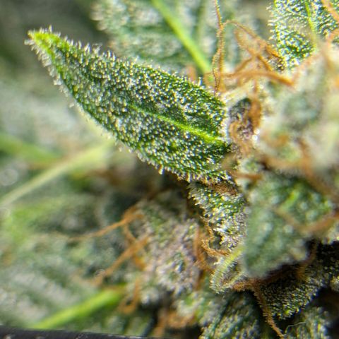 Cookies N Cream Auto - Anfänger Grow growlog timeline photo