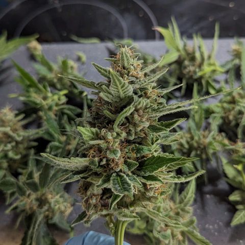 Cookies N Cream Auto - Anfänger Grow growlog timeline photo