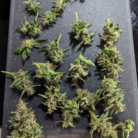 Cookies N Cream Auto - Anfänger Grow growlog timeline photo