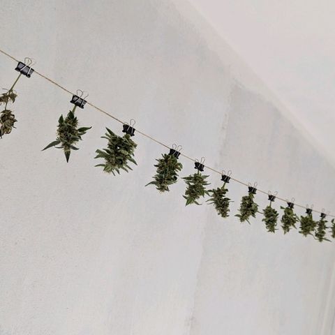 Cookies N Cream Auto - Anfänger Grow growlog timeline photo