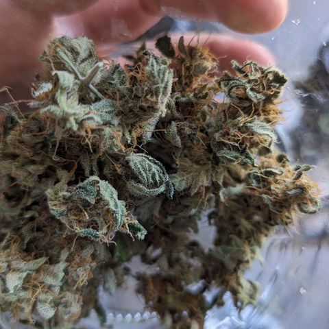 Cookies N Cream Auto - Anfänger Grow growlog timeline photo