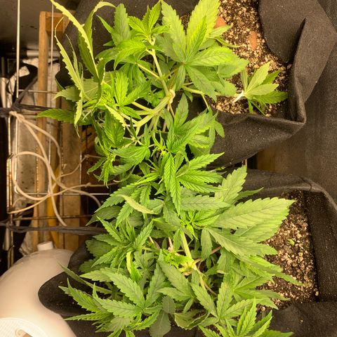 Fotoperiodo 24k #2 growlog timeline photo