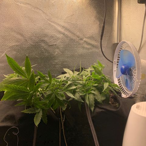 Fotoperiodo 24k #2 growlog timeline photo
