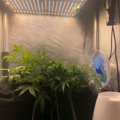 Fotoperiodo 24k #2 growlog photo: Soltei elas do lst pra ver o tamanho delas 
